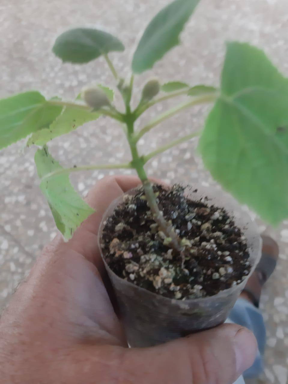 🌳 قريباً في مشتل الشاهين الزراعي 🌳

شتلات شجرة البولونيا صنف SH01 المتميزة ستكون متوفرة قريباً بإذن الله.

هذا الصنف من أفضل أصناف البولونيا التي أثبتت نجاحها وتحملها للظروف الحارة في العراق بعد التجربة، وهو مناسب للزراعة في الحدائق والمزارع والمشاريع الاستثمارية.

✨ مميزات بولونيا SH01:
✔ نمو سريع جداً مقارنة بمعظم الأشجار
✔ تتحمل الحرارة والظروف البيئية القاسية
✔ أوراق كبيرة تساعد على امتصاص ثاني أوكسيد الكربون وتنقية الهواء
✔ خشب عالي الجودة وخفيف الوزن يدخل في صناعات عديدة
✔ شجرة ظل ممتازة وتعطي منظراً جمالياً رائعاً

🌱 الشتلات ستكون متوفرة قريباً بكميات محدودة، لذلك ندعو الراغبين بالحجز المسبق إلى التواصل معنا.

📍 مشتل الشاهين الزراعي
الفرع الأول: بغداد – الدورة، الشارع المقابل لعلوة الرشيد قرب شركة دجلة للمشروبات الغازية خلف منطقة أبو دشير
📞 ***********

الفرع الثاني: بغداد – أبو غريب، خلف بانزين خانة جوهرة العدنان
📞 ***********

🌿 مشتل الشاهين الزراعي – ثقة وجودة في الشتلات المميزة.
للحجز أو الاستعلام مراسله الصفحه أو الاتصال بالأرقام بالمنشور
