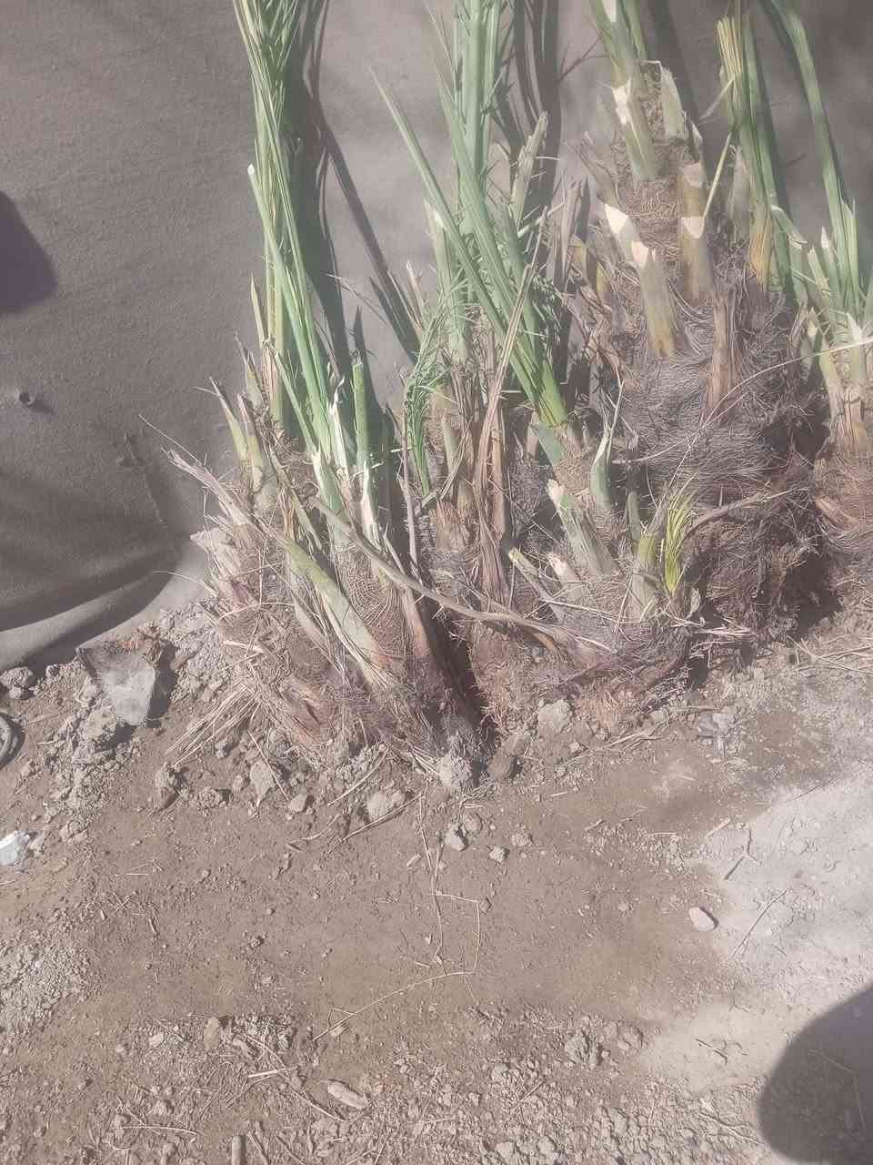 السلام عليكم يوجد فسلان ملون
مكتومَ، شويثي، جبجاب، سلطاني، طبرزل. بربرن، حمراوي، خضراوي، زهدي، خستاوي، الأسعار مناسبه ***********
