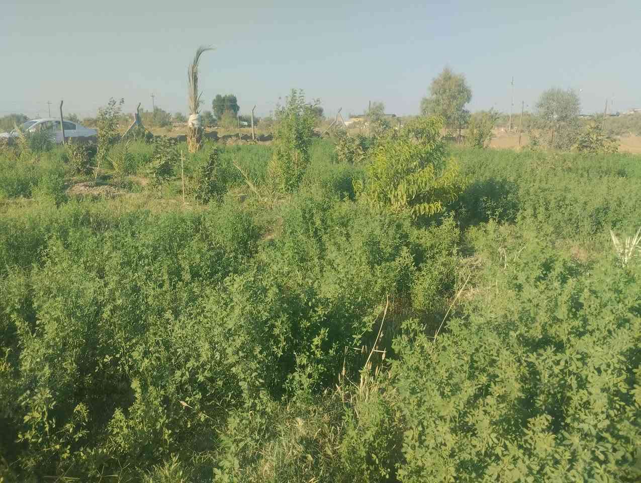 السلام عليكم للبيع مزرعه طابو زراعي سند 25 مداور المكان قرب الإمام الحمزة ع المساحه 1150 متر بيه 30 نخله ومشمش وتين وسدر *********** بي واتساب
