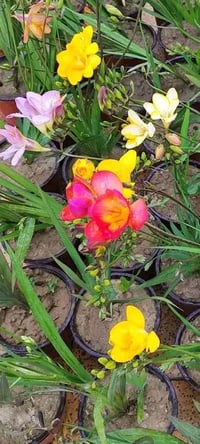 بصال فريزيا • ألوان متعددة • توصيل الموصل