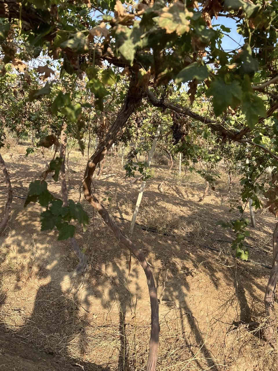 للبيع قمرية عنب كامله هي وملحقاتها وهذا حجم الأشجار مالته النوعيه حلواني وكمالي ورأسي المكان العلم ***********
