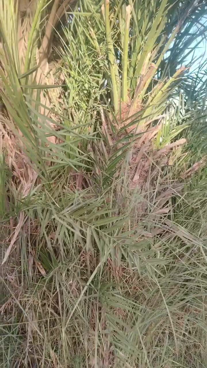*********** /واتساب *********** العنوان واسط قضاء الصويرة
