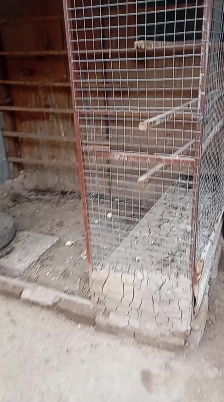 من رخصه مدير الجروب متاح برج مال طيور للبيع


**إذا كنت صاحب هذا الإعلان وتريد حذفه لأي سبب، رجاءا أرسل رسالة إلى الدعم الفني**