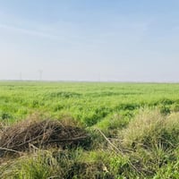 طريق سيد احمد الرفاعي • ٧٥ دونم • ماء متوفر