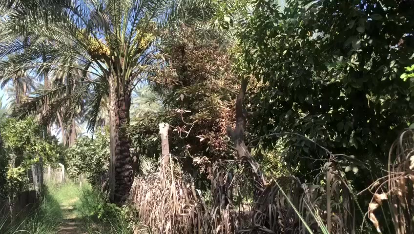 للبيع بستان حجم دونم  الموقع بعقوبه تقاطع الساده منطقه الكريه طابو زراعي قريبه على شارع مقابيلهه البيوت مستقبلهه قطع اراضي تتوزع  سعره ٩٠ وبي مجال الشراي يخابر ***********
