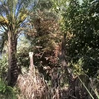 بستان • دونم • بعقوبة تقاطع السادة