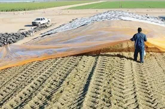 گوزيندار الاولى في العراق والوطن العربي يتوفر لدينا سيلاج الذره محصود ومكيس وفق المواصفات العالميه وباجهزه حديثه وبضمان جودة المنتج وباكياس وبالات للحفاظ عليه من العفن والتلف للاستفسار مراسلة الصفحه او الاتصال على الأرقام التالية 
***********
*********** 
عنوان الشركه السليمانيه حلبجه الشهيد طريق هورمان بغداد, العراق
