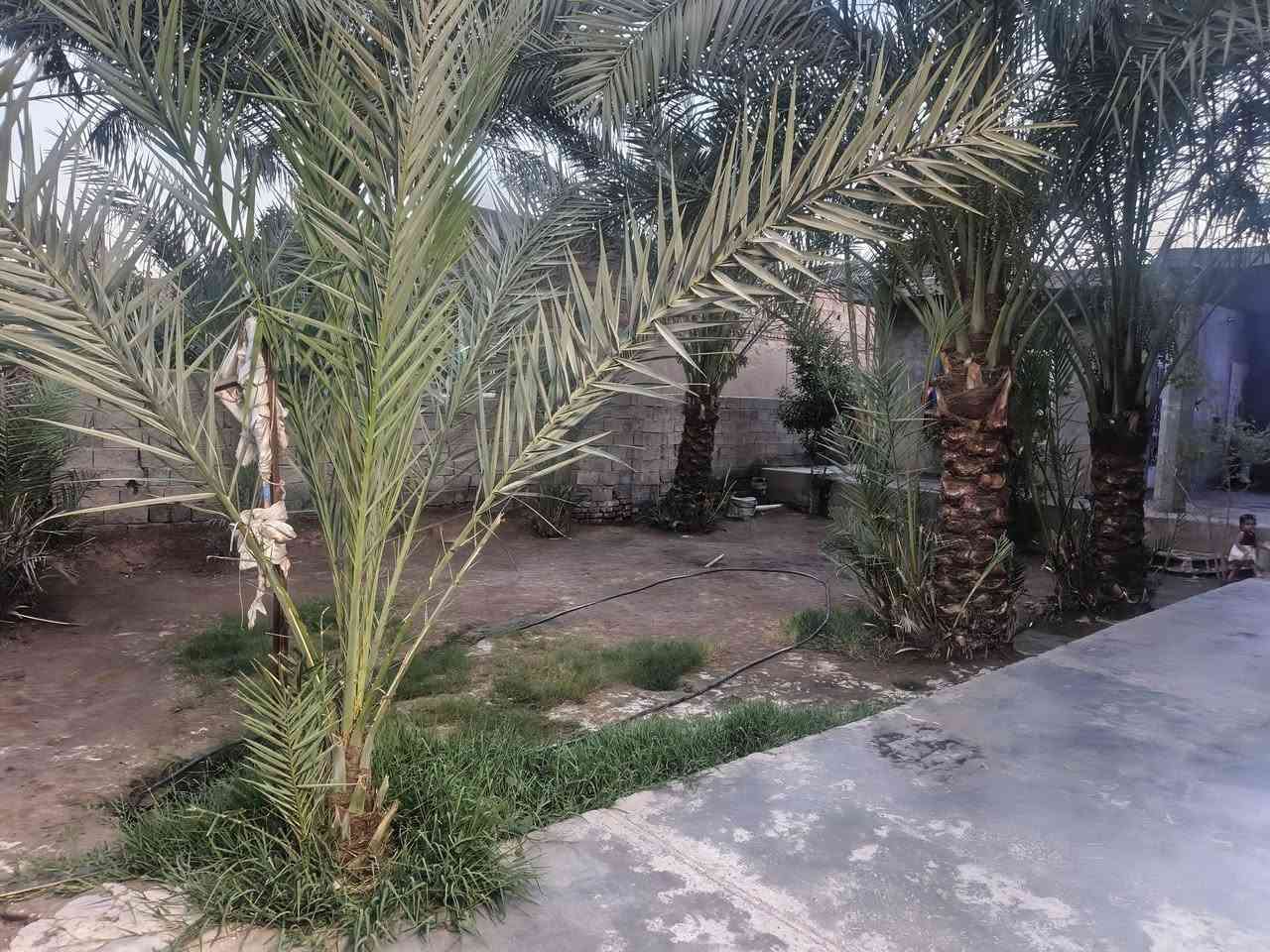 السلام عليكم دار للبيع منطقه بوب الشام بل نزله خدمات تبليط مجاري كامله المساحه ٤٦٠ متر واجه، ١٤ نزال٣٣ كامل سيراميك صب مسلح مرتفع عن الشارع حديقه بيها ١١ نخله خستاوي وخضراوي محملات استقبال ٩ في ٤ وصاله وغرفتين  ومخزن وصحيات داخليه وخارجيه مطبخ حار وبارد للاستفسار الاتصال *********** بي واتساب
