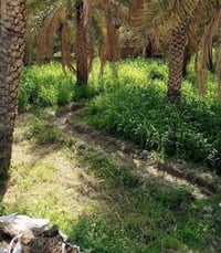 مقابل الجامعة الاهلية • ٢ دونم • واجهه ٤٠م