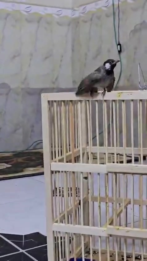 زوج طيره وفحل مثل ما واضحات مخاليف بنات سنت يفيدنه يراسلني خاص مكاني قلعة


**إذا كنت صاحب هذا الإعلان وتريد حذفه لأي سبب، رجاءا أرسل رسالة إلى الدعم الفني**