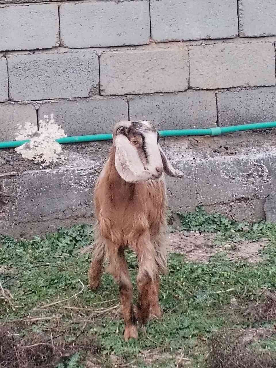 السلام عليكم بسم الله ما شاء الله
عنز. اعشرة.3 اشهر وفوگ  اول بطن شرط النصاحة السعر 245 وبيها مجال
العنوان بغداد التاجي
***********
***********
