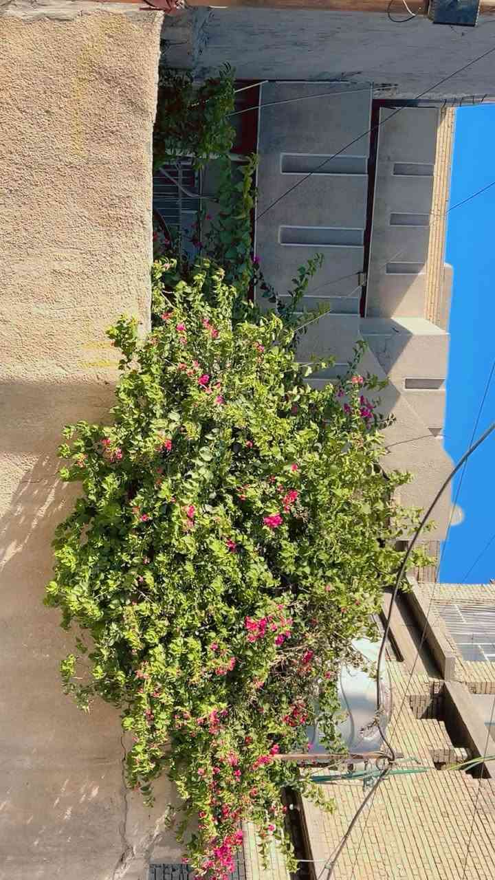 اللهم صل على محمد وال محمد
السلام عليكم /بيت طابو ملك صرف

الكمالية / حي الزهراء / شارع المصرف / قرب ام محمد القابلة بالفرع بصف الركن
عرض الشارع عشرة متر

البيت بأسم شخص واحد

تفاصيل البيت

مسلح طابقين

المساحة الكلية ٢٠٢ ونص

الواجهة ٩ متر و  ٢٥ سم 
النزال ٢٢ونص متر

الطابق الارضي

كراج + حديقة + مدخل + استقبال + هول + صالة + غرفة + مطبخ + صحيات

الطابق الثاني

غرفتين نوم + صحيات

البيت بي ترك جانبي وخلفي

السطح شتايكر جديد قبل شهر كمل

السعر ٢١٥ وبي مجال

رقم صاحب العقار

***********
