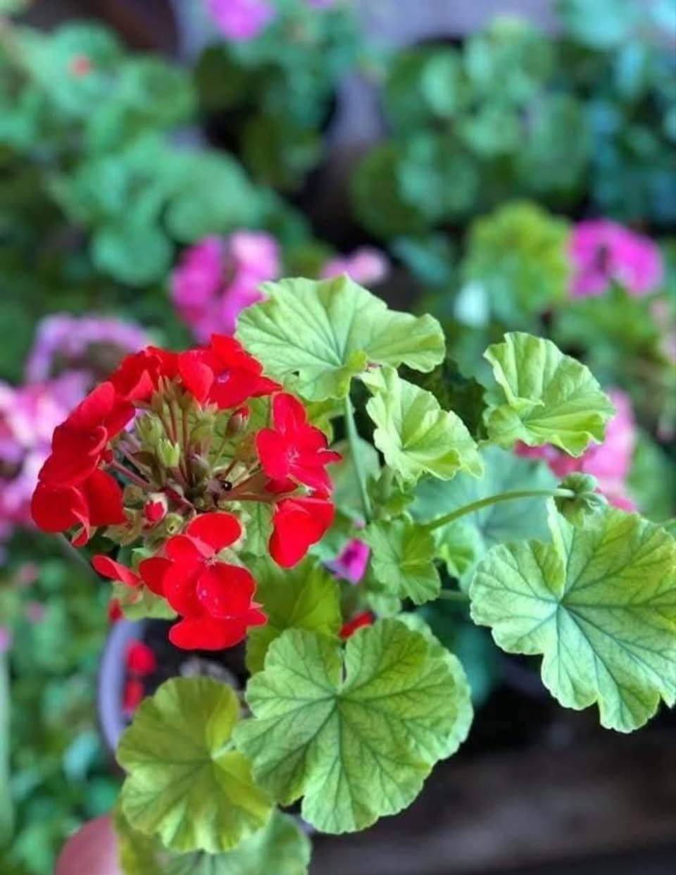 كل شتلة داخل المنشور سعرها الفين دينار الاسماء تحت الصور 

#العنوان_القائم_حصيبة 
شارع ابو رندة القديم شارع صيدلية النبع مقابل قرطاسية ديار الأمل 

الإتصال *********** مشتل ابوبكر
