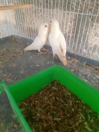 متاح للبيع ٠٧٧٣٩٠٠٧٢٨٢ موجود واتساب هم