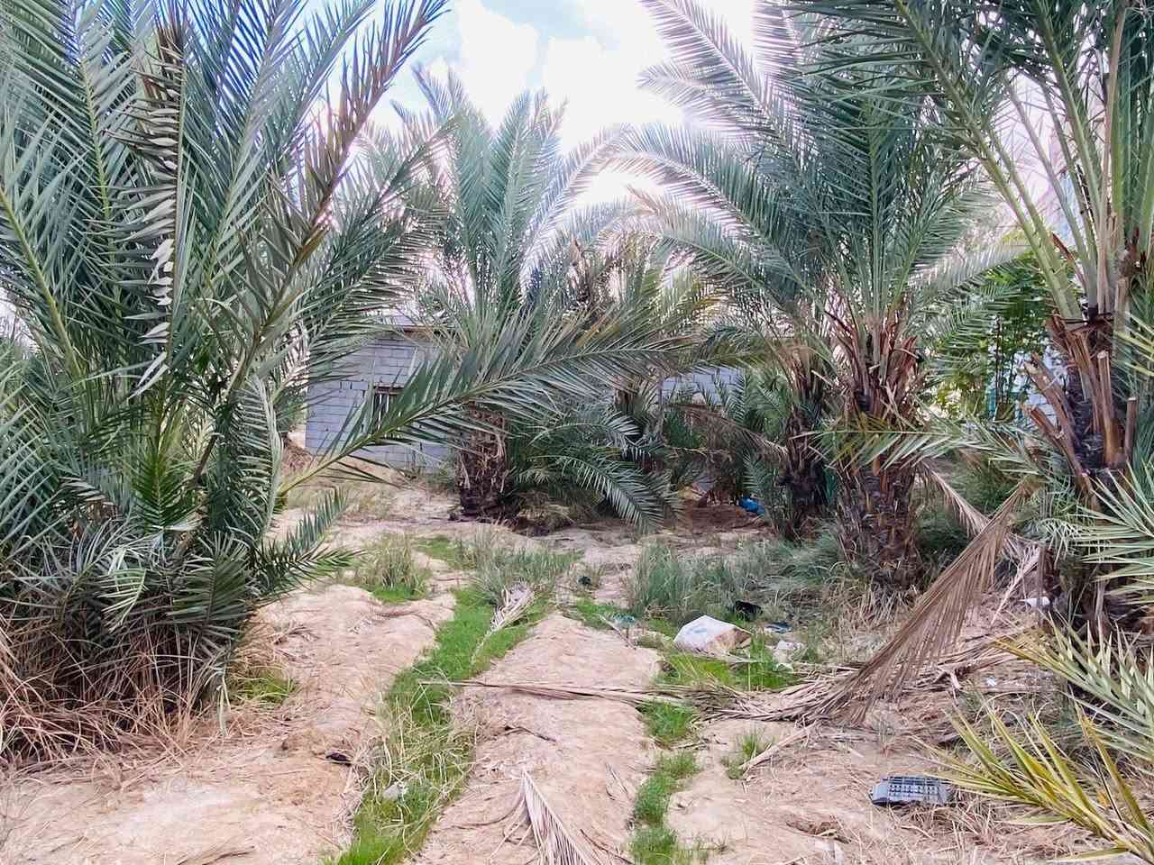 ستان للبيع دونمين مع بيت كبير وبيتين صغير. البيت الكبير يحتوي على اربع غرف كبار الرضيه كاشي والبيت صب جوه وفوك وديوانية كبيره والبيوت الصغار يحتوي كل بيت على غرفه وصاله ومطبخ ، البستان يحتوي على بير صغير ، يحد البستان تبليط رئيسي يذبك كبل عله الحيدريه ويحتوي على اساله ماء 24ساعه.، يحتوي البستان على 90نخله…وحمضيات يبعد عن سوق الحيدرية العام كيلو ، خلف اسالة ماء النجف الحيدريه
‏(طابو سند 25 اسهم)
‏155وبيه مجال
‏اتصال ***********
‏اتصال***********
‏
