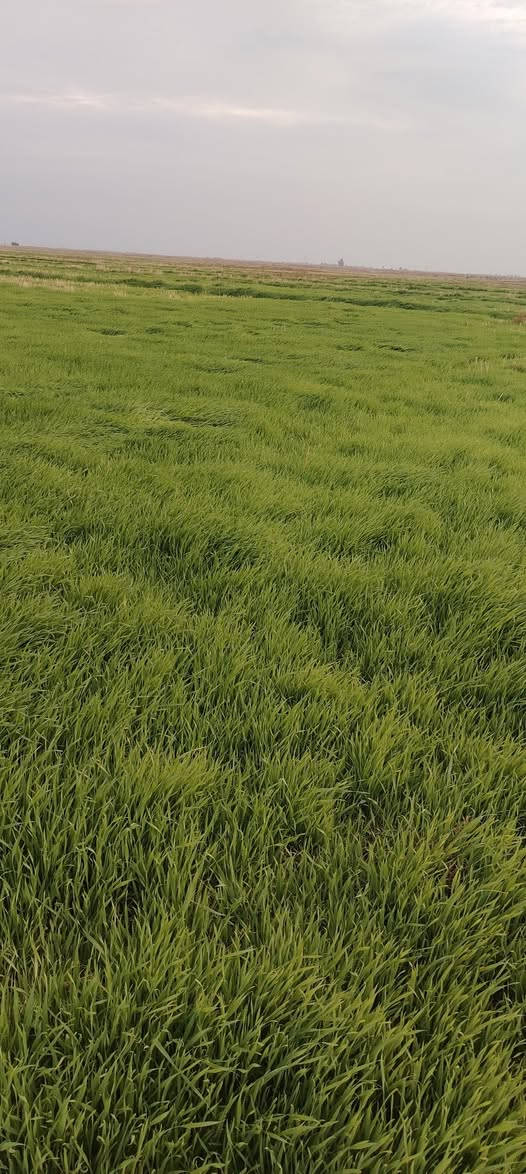 للبيع مساحه 100 واسط الحرار دلمج
***********
