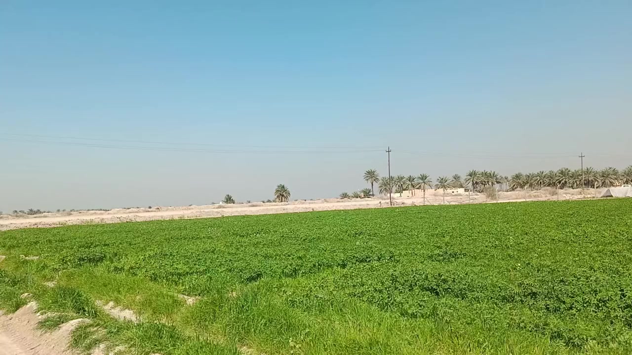 يوجد برسيم للضمان 11 دونم منطقة دليمي
للاستفسار ***********
