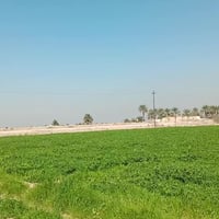 برسيم • ١١ دونم • دليمي