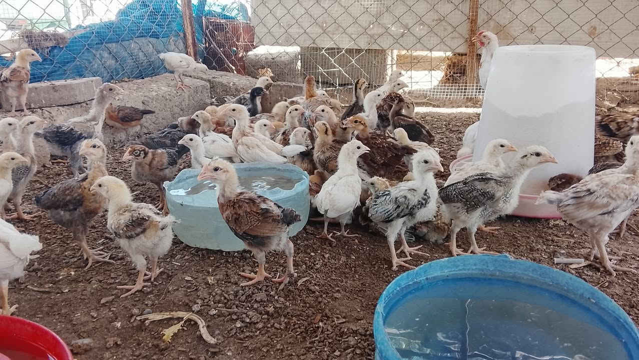 السلام عليكم ورحمه الله وبركاته 
متاح افراخ عرب عمرها 40يوم صحه ونشاط خير من الله 
سعر الزوج ب 7مكاني تكريت القادسيه قطعه خمسميه 
***********
