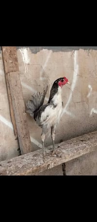 ديجين بوطاني • حمام ديجين بوطاني • ديجين رصاصي • حمام رصاصي • طيور ديج...