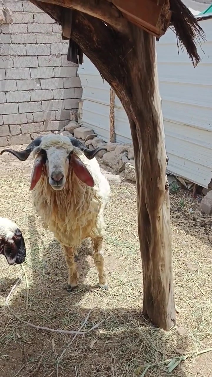 وين الجنايه للبيع مكان سوق الشيوخ عمره سنه وثلاثه اشهر خير من الله شوف المقطع يلا تتصل السعر 700 خفض شروه يعلق وانا اجي اخص او يتصل هذا رقمي ***********
