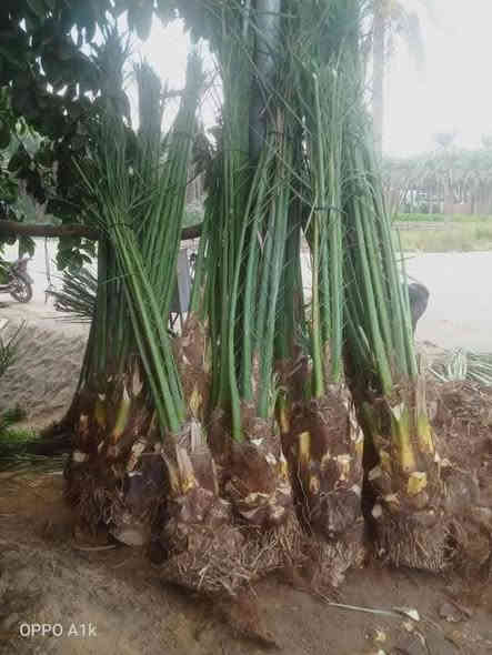 السلام عليكم يوجد لدينا كافة انواع النخيل البرحي المكتوم كنطار صلطاني تبرزن اصبع العروس اشويثي احمر خضراوي مندلي وكافة انواع ويوجد توصيل الى جميع المحافظات  الاستفسار الاتصال على الرقم (***********)
