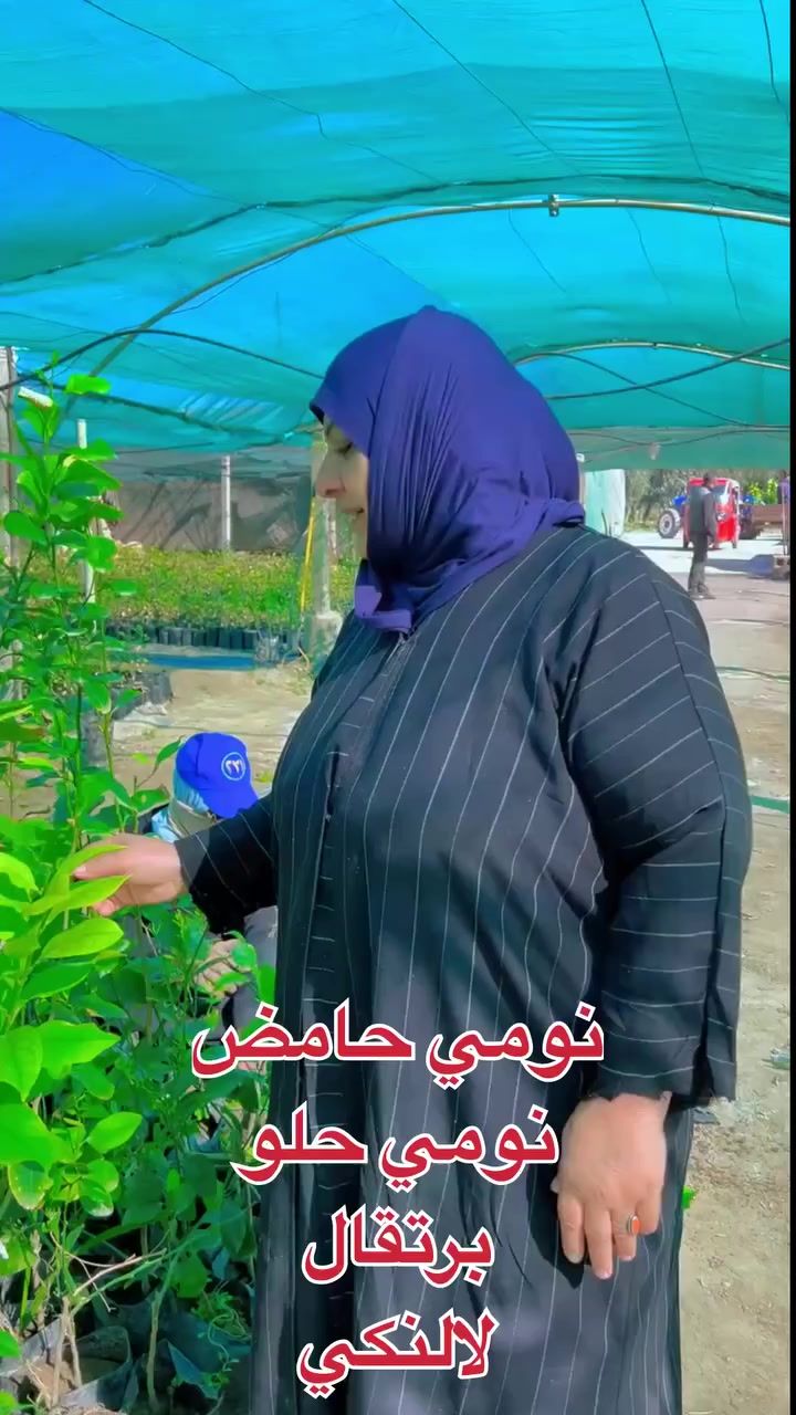 توفرت شتلات مطعمة بسعر ٢٠٠٠ دينار نومي حامض- لالنكي - برتقال - نومي حلو 
بالاضافة لشتلات النارنج بسعر ١٠٠٠ دينار
موقعنا : بغداد الزعفرانية /باب الزراعة مقابل حسينية ذو الفقار مجاور محطة وقود الزعفرانية


**إذا كنت صاحب هذا الإعلان وتريد حذفه لأي سبب، رجاءا أرسل رسالة إلى الدعم الفني**