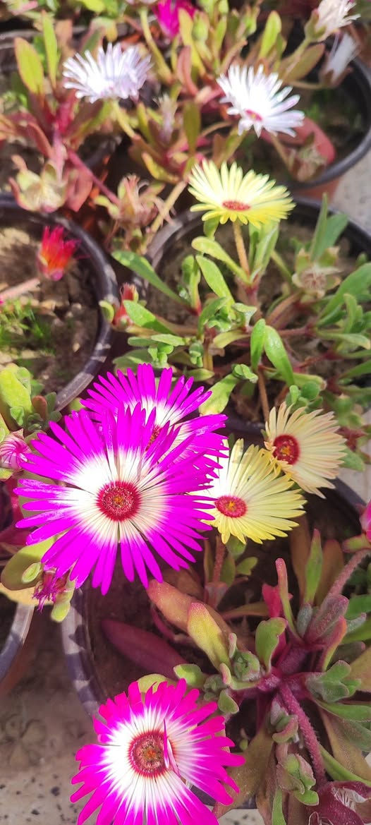 ازهار حشيشة الثلج أو النزناز الشتوي
موسمي يزهر خلال فصل الربيع 
تتفتح أزهاره في الصباح على ضوء الشمس و لغاية ذهاب الشمس عنها وتنتج البذور في نهاية الموسم
سعر السندان الف دينار 
توصيل فقط لأغلب أحياء الموصل 
سعر التوصيل حسب المنطقه 
للطلب يرجى مراسلة الصفحة


**إذا كنت صاحب هذا الإعلان وتريد حذفه لأي سبب، رجاءا أرسل رسالة إلى الدعم الفني**