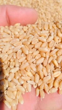 حنطه • صنف البا