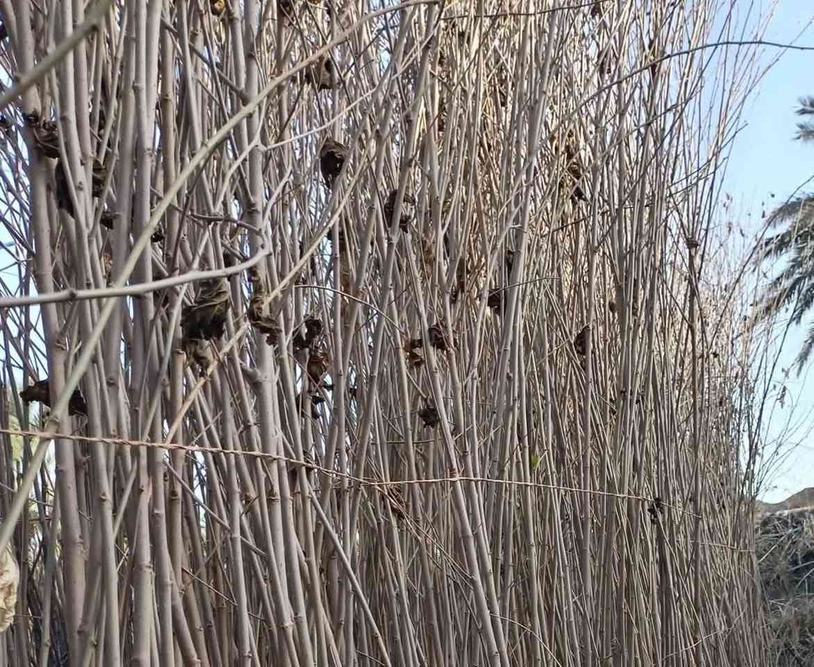 السلام  عليكم ورحمة الله وبركاته
مع بداية موسم الزراعة 🌱
يتوفر لدينا عرض خاص: 5 شتلات أشجار مثمرة (رمان، تكي، تين، زيتون، نارنج)
مناسبة للحدائق، طول الشتلة متر 
بسعر مميز: 20 ألف دينار فقط
🚚 توصيل مجاني لجميع المحافظات
📞 للتواصل عبر واتساب: ***********
***********
