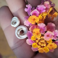 ورد • للبيع