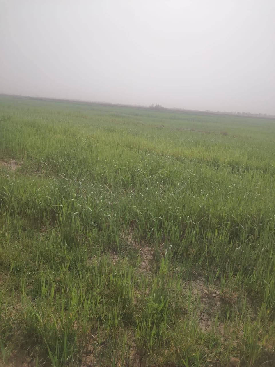 سلام عليكم دغل للبيع لمساحه 25 دونم ماي موجود علا شط خربيط سكي بقطاسات لمكان الناصريه الاتصال ***********
