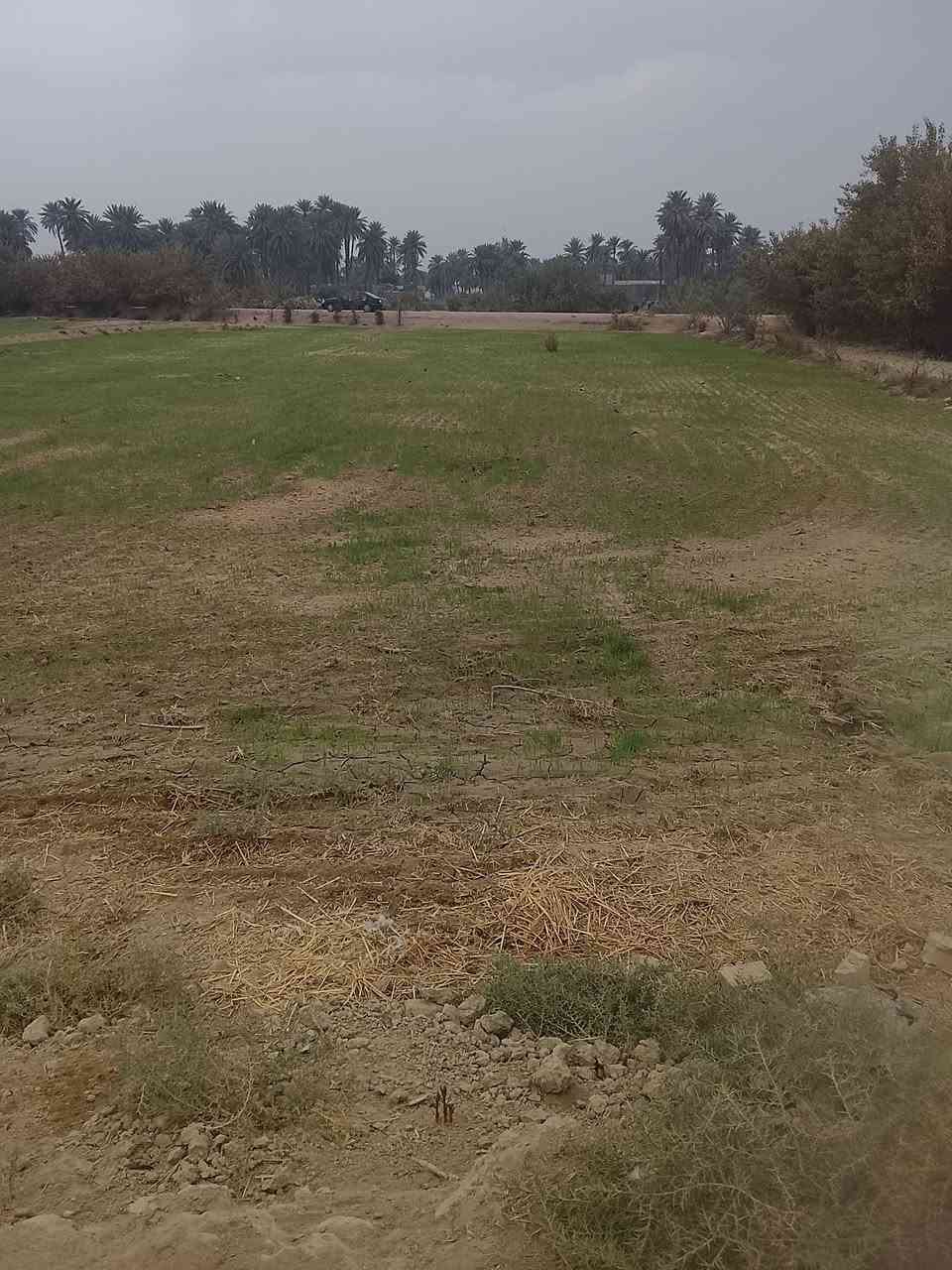 أرض زراعية للبيع مساحه 10دونم طابو زراعي تبعد 4كيلو عن الشارع العام حله ديوانيه منطقه الجذع تتوفر فيها جميع الخدمات للاتصال أو الاستفسار ***********
