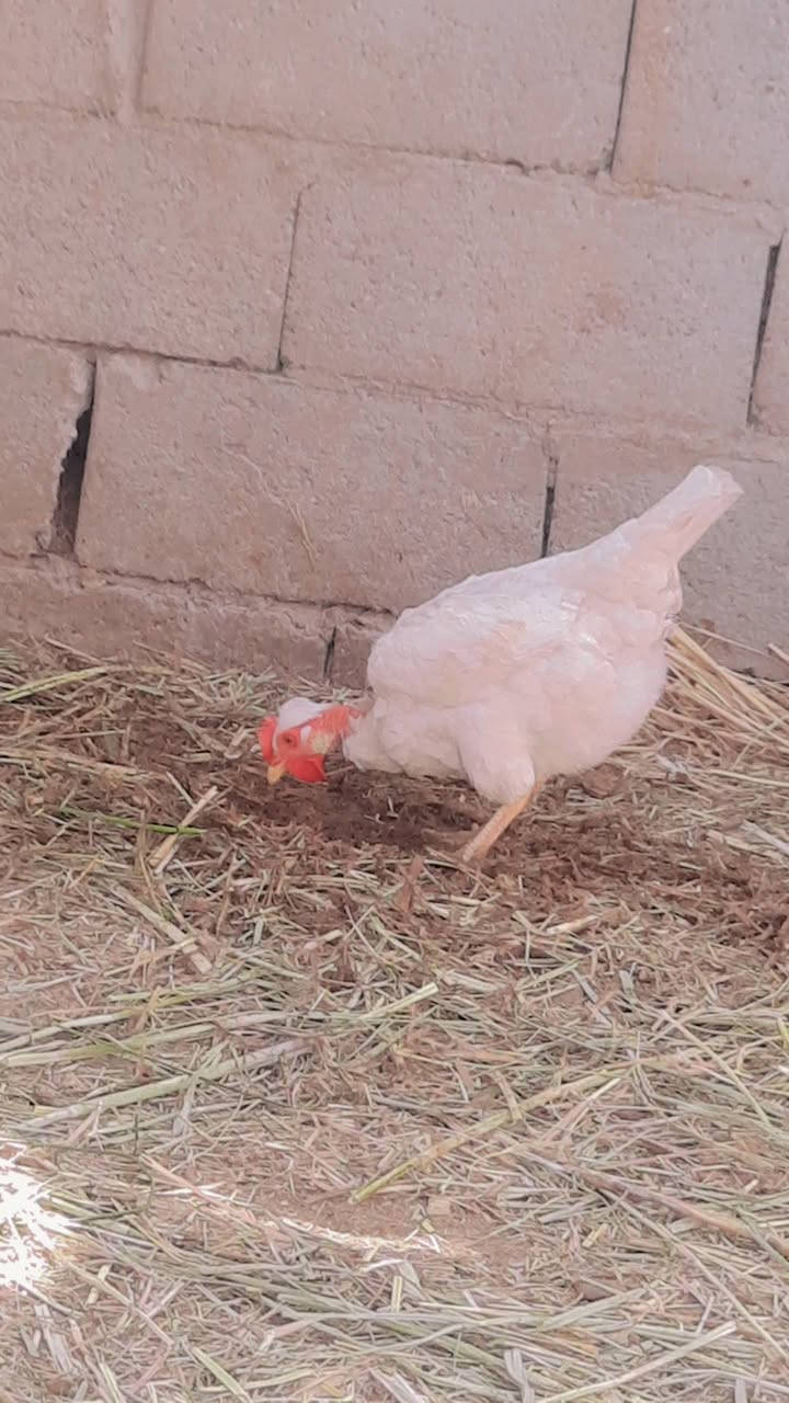 سلام عليكم ادمن وافق متوفر دجاج عرب 4ابو ركيبه خشنات وحده مو ابو ركيبه كلمن وسعره دجاجات البيض التك عل 20الف ولباقيات عل15تك ولديج عل 20وبي مجال وبيض 11بيضه مالات البيض اذا واحد ياخذهم شلع انطي مجاني البيضات  مكاني بني منصور قرب الامام احمد ابن علي


**إذا كنت صاحب هذا الإعلان وتريد حذفه لأي سبب، رجاءا أرسل رسالة إلى الدعم الفني**