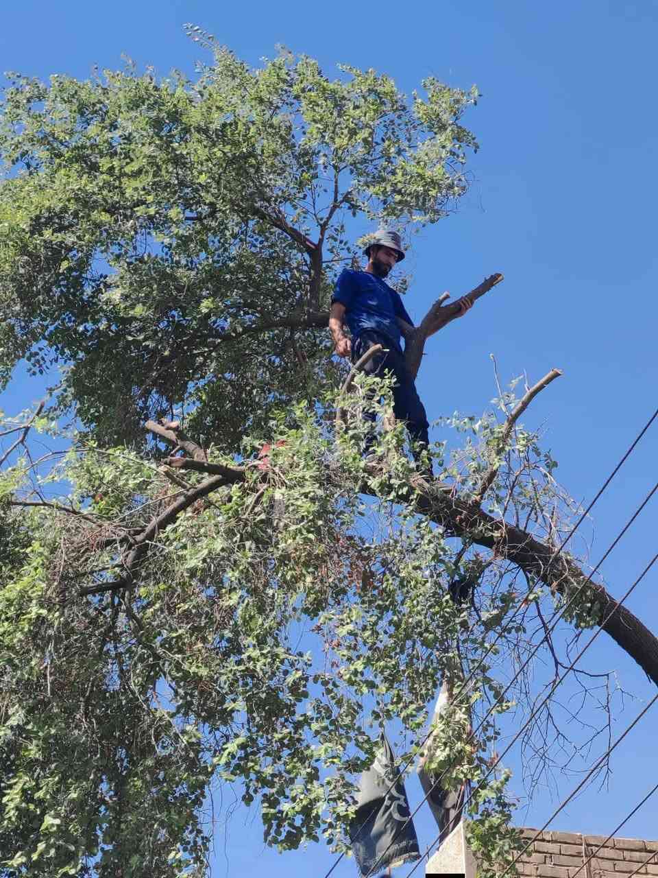 قطع لاشجار ولنخيل في بغداد كرخ ورصافه
كادر محترف في  مجال التقطيع
 واتساب ***********
***********
 👍👍✅
