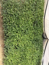 يوجد فلين للبيع عادي ابراهيمي ام ال 200عدد 15// 07825480774