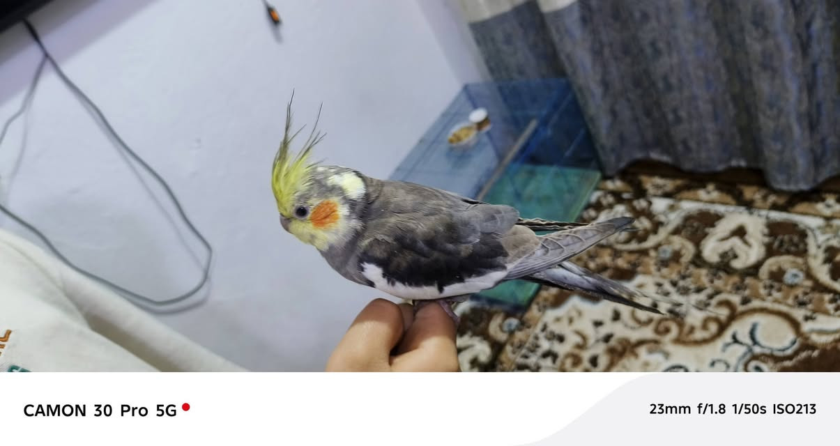 كوكتيل اليف طينه فحل يغرد
السعر قفل ٢٥

***********
