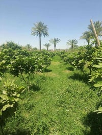 مزرعة • ١ دونم • ماي وماطور