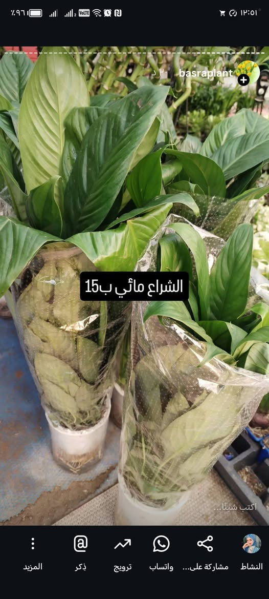 يالله يارزاق المشتل الصغير مستعدون لترتيب وتنظيم الحدائق للحجز والاستفسار ***********
