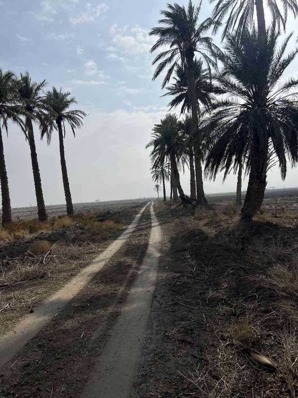 🌟 دوانم راقية الك ولعائلتك 5نجوم🌟

🔍 تبحث عن الهدوء والابتعاد عن زحمة المدينة والضوضاء؟ 🤔 لدينا الحل! دوانم طابو زراعي سنة 25، تحويل وفتح بيان مباشر باسم المشتري، وبدون دفع أي فلس إذا لم ينفتح البيان باسمك وتستلم سند 😊.

🏞️ _الموقع_:

- الدوانم كلها بالقرب منها مزارع وشاليهات وفلل 🏠

- مواقع مرتبة وكلش راقية 💯

- أرض خصبة 🌾

- مثالية للسكن والاستجمام 🌳

- دوانم الك ولعائلتك لإنشاء المزرعة او مكان للترفيه 🏞️

💰 _الأسعار_:

- تبدأ من 7 مليون دينار عراقي 🚀

- تصل إلى 30, 40, 50 مليون دينار عراقي 💸

🌟 _فرصة استثمارية_:

- للسكن 🏠

- للزراعة 🌾

- لبناء مزرعة لك ولعائلتك 🏞️

التاجي ذراع دجلة منطقت الشيخ عامر 

ليحب ياخذ لوكيشن الارض يتصل ويدلل 

📞 _للاستفسار_:***********

٧٧٦٠٦٦٦١٦٨٧

 📱

#دوانم_راقية #استثمار_عقاري #مواقع_مميزة #هدوء #راحة
