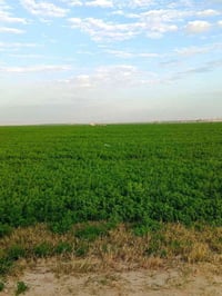 ٧٠ فدان • سمالوط المنيا • جاهزة للزراعة