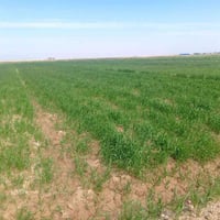 ارض زراعيه • ٧ دونم • واسط الشحيمية