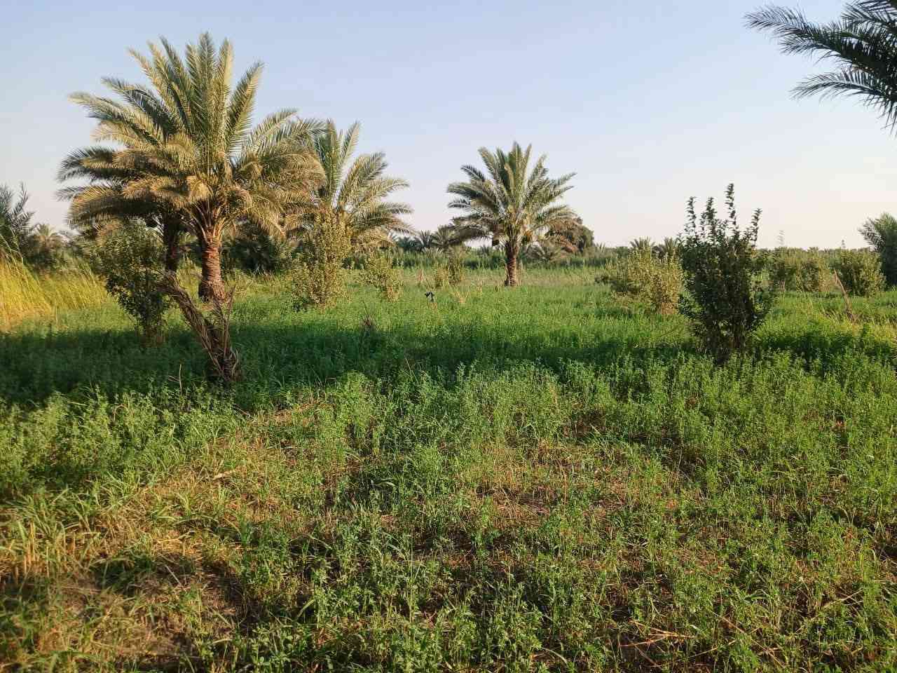 سلام عليكم ارض زرعيه البيع مساحه 40دونم عقد عله 117اله حصه ماء تبعد عن شط 500متره  مزروعه جت أو مشجره نخال أو حمضيات تبعد عن تبليط 500متره واسط الصويره للاستفسار ***********
