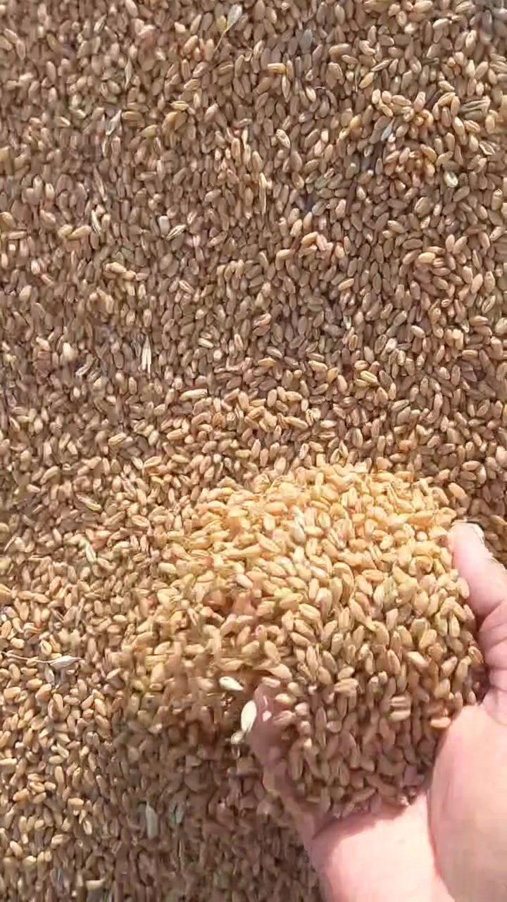 حنطة بنت المغلفة الجيل الثالث 
سعر الطن 500

مميزاتها ....
تتحمل درجات الحرارة العالية
تتحمل درجة البرودة القسوى 
موالمة لأجوائنا العراقية


**إذا كنت صاحب هذا الإعلان وتريد حذفه لأي سبب، رجاءا أرسل رسالة إلى الدعم الفني**