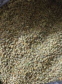 بذور سيسبان • ٣ طن • قضاء الرفاعي