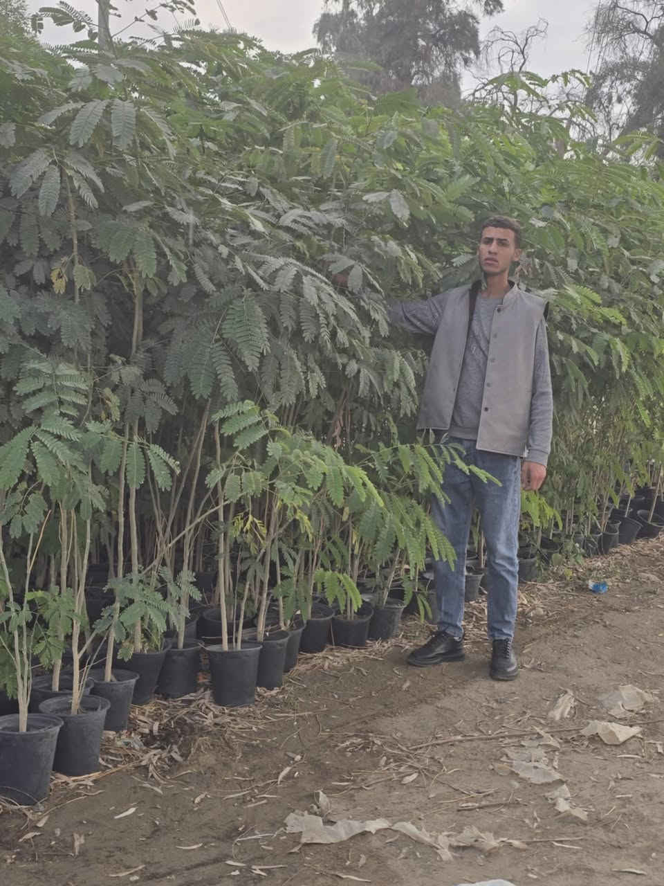 يوجد لدينا البيزيا شجريه ارتفاع مترين ونص فما فوق سمك الجذع ماسحه وانج وانج ونص الأسعار حسب الحجم
سندان كله محرك قبل شهرين
توصيل لكل المحافظات جمله فقط للمقاولات التشجير
***********
***********
