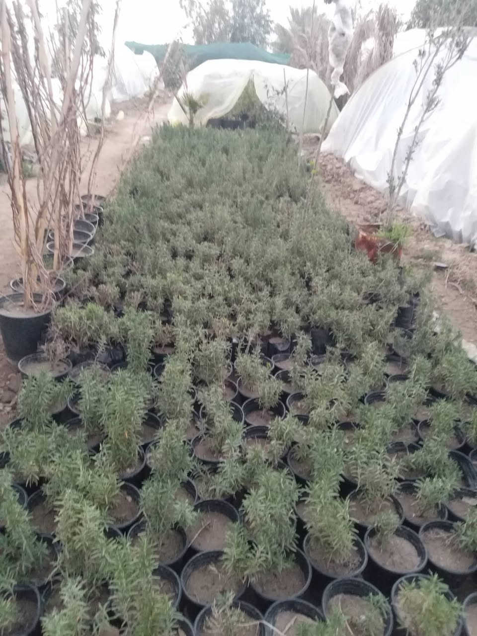 سلام عليكم يتوفر لدينا تفاح مشمش رمان تين عنب تكي نوعيتين نبك ثيل صفصاف وأنواع اخرا بسعار مناسبه جدا العنوان الحمزه الشرقي بشبلاويات يم معمل السكر عمود 272 زورونا ***********
