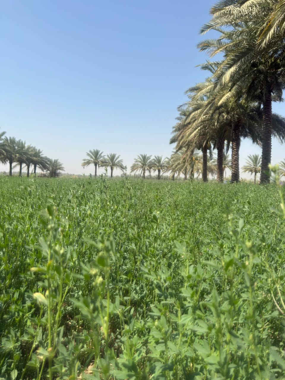 السلام عليكم كاع للبيع 3دونم طابو زراعي سند 25 بسمي تحويل مباشر موقع تجاري ع سريع دولي رابط بغداد بصره خدمات ماء كهرباء متوفر وجهيه 100نزال 100العنوان بابل الحمزه الغربي قرب معمل الشكر الإستفسار ***********/////***********
