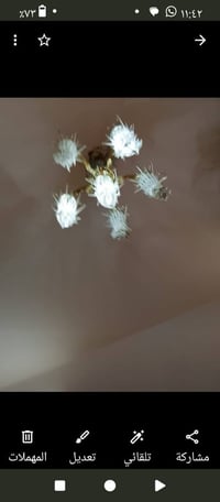 ثريات • زوج