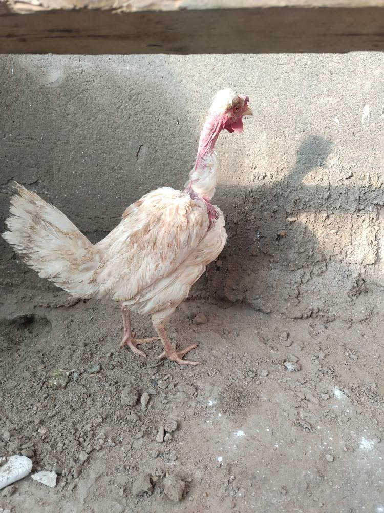 سلام عليكم شباب دجاجه للبيع ركابيه بياضه وخير من الله الشراي يخابر هاذه رقمي مكاني مسيب *********** الفلوجة, الأنبار
